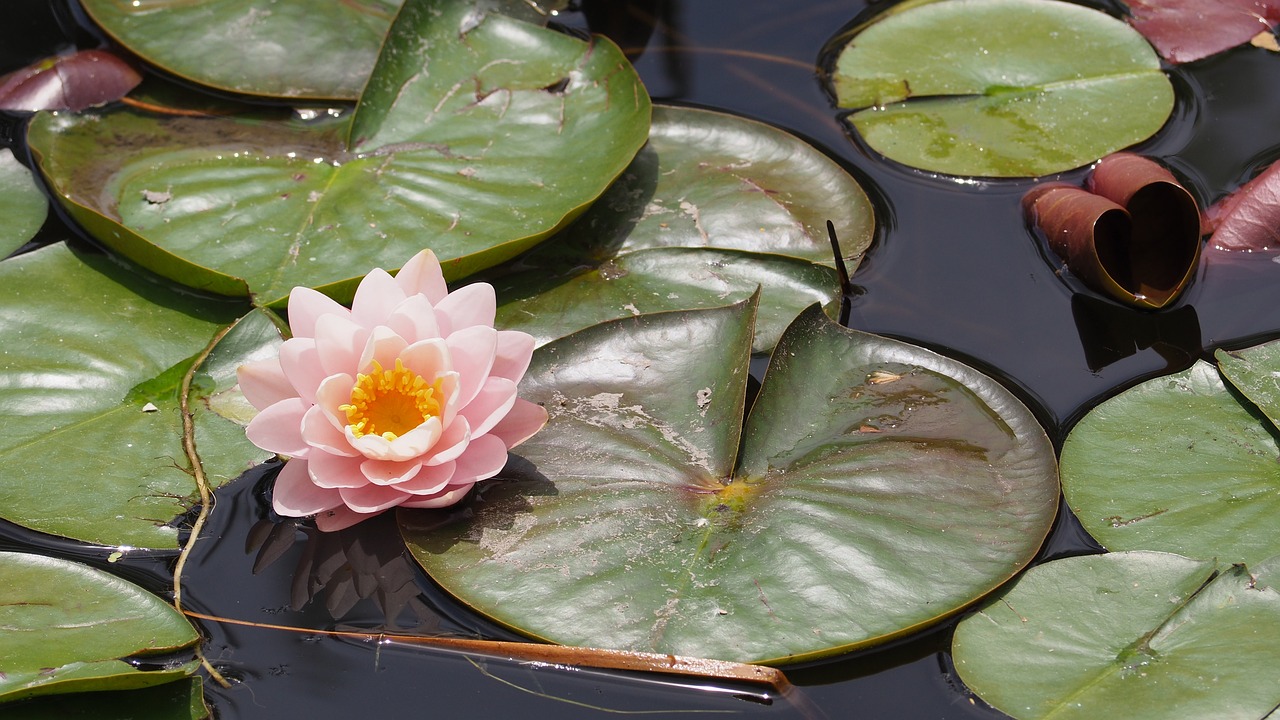 东莞市樟木头百合鲜花水族店