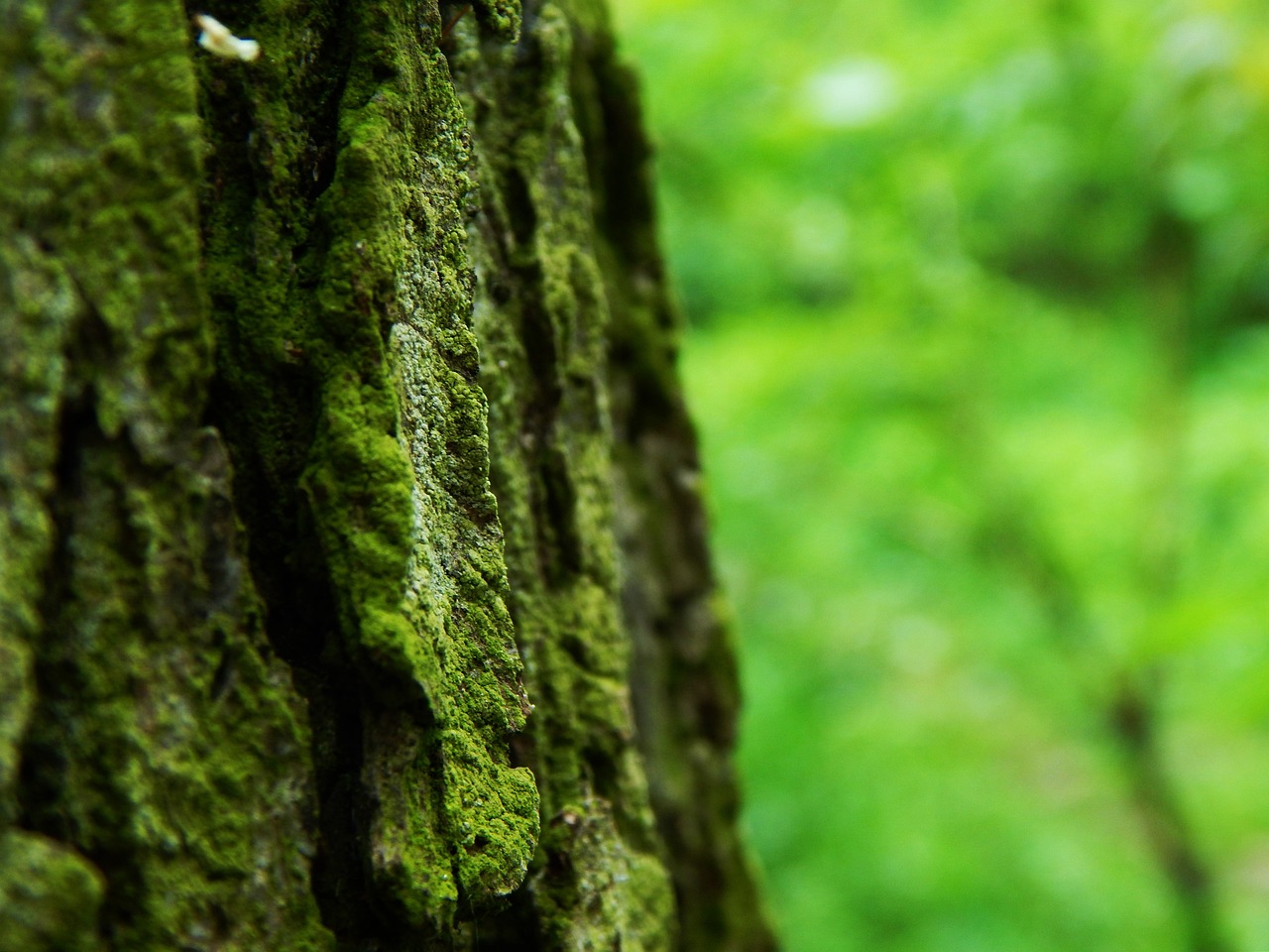 鱼缸水兰造景图片欣赏视频（80底滤缸如何造景） 广州景观设计 第1张