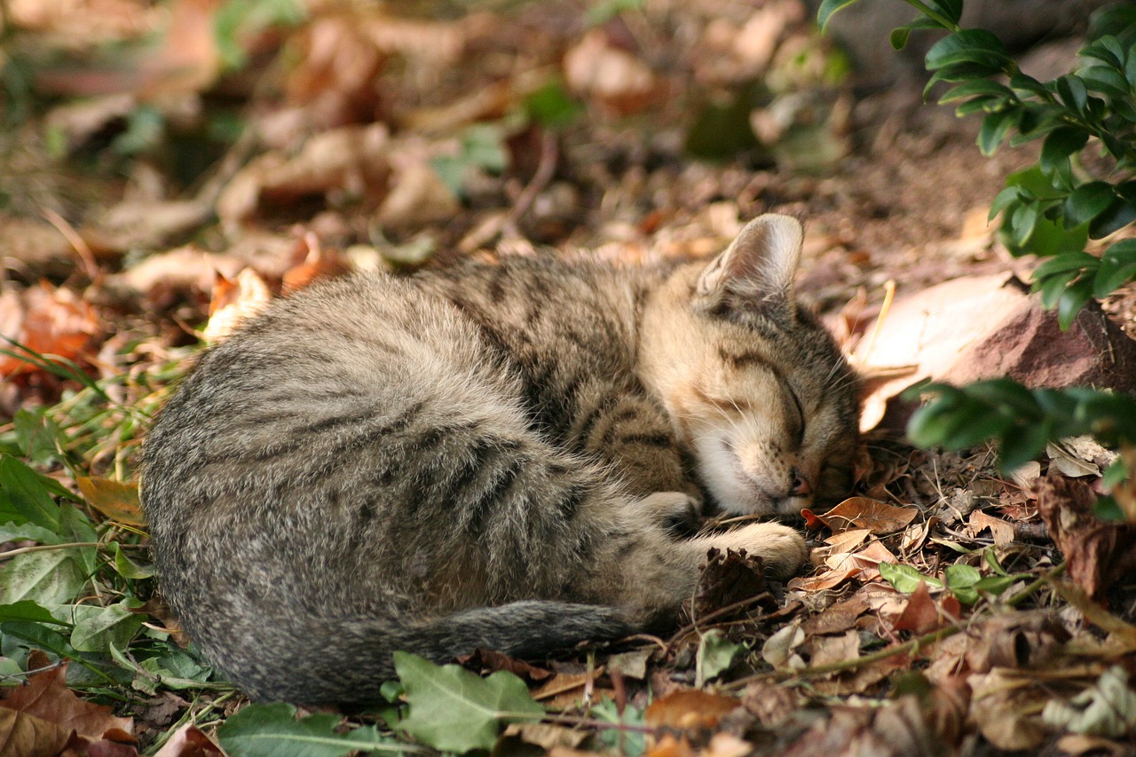 猫粮哪个好：网易严选猫粮和麦富迪猫粮哪个好