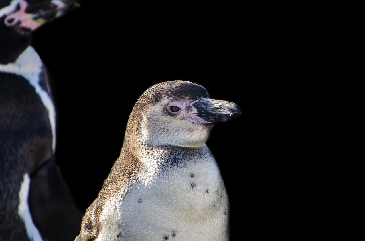 黑帝王灯鱼凶吗（帝王灯鱼好讨厌） 水族灯（鱼缸灯） 第3张