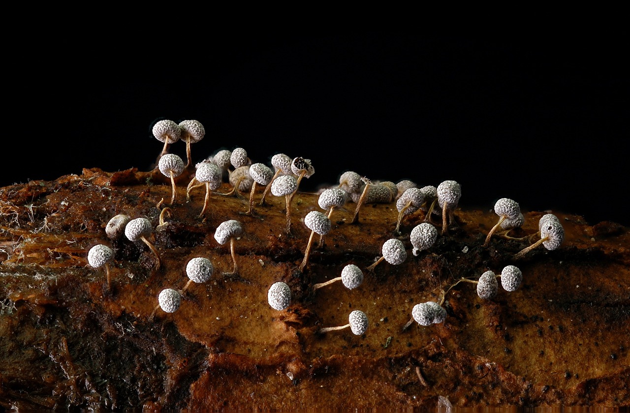 水虎鱼分类有哪些，硬头骨鱼学名 食人鱼（水虎） 第3张