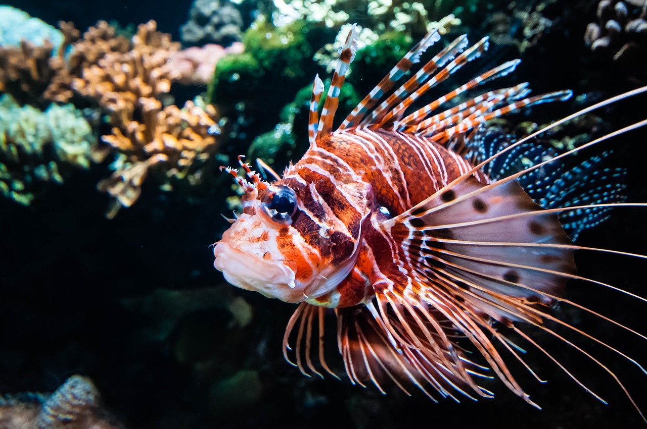 王下乡水族店的简单介绍