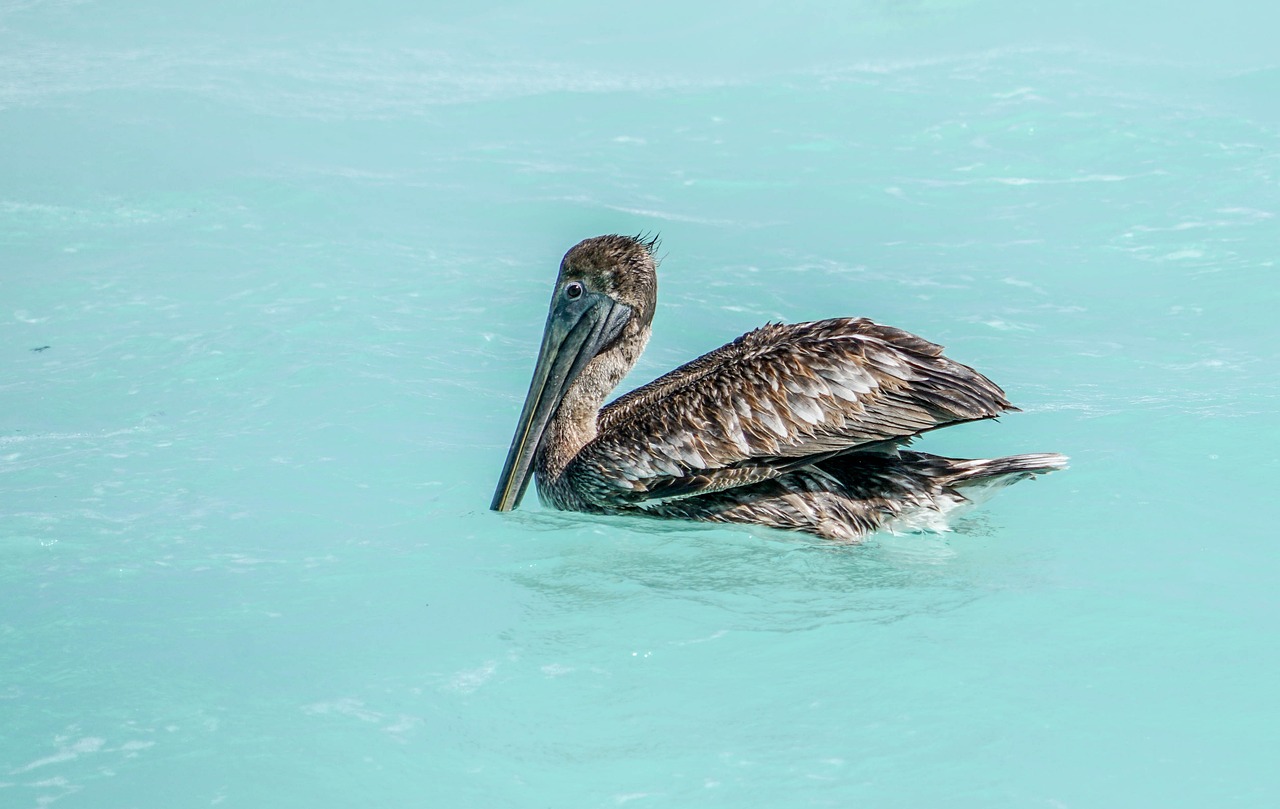 铜陵水族馆萌新入坑 泰庞海莲鱼 第2张