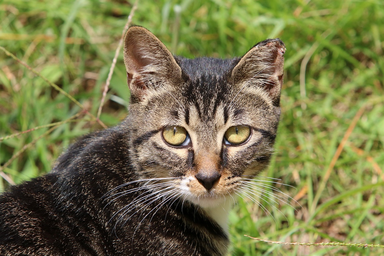 虎斑猫可以配什么猫（虎斑猫可以配什么猫） 虎鱼百科 第1张