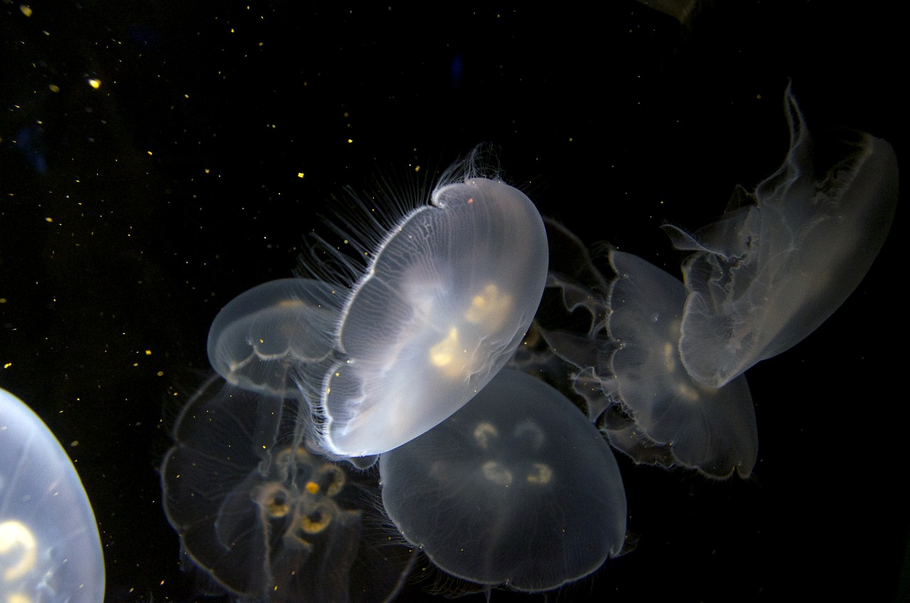 蚌埠水族馆（蚌埠水族馆门票多少钱） 养鱼知识 第1张