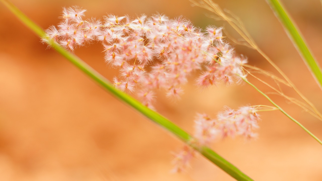 鱼缸 养青苔（鱼缸里有青苔好不好） 鱼缸百科 第2张