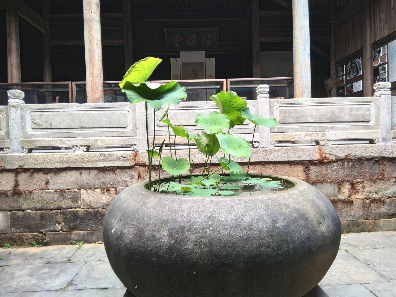 鱼缸长青苔的好处与坏处(鱼缸长青苔的好处与坏处图片)