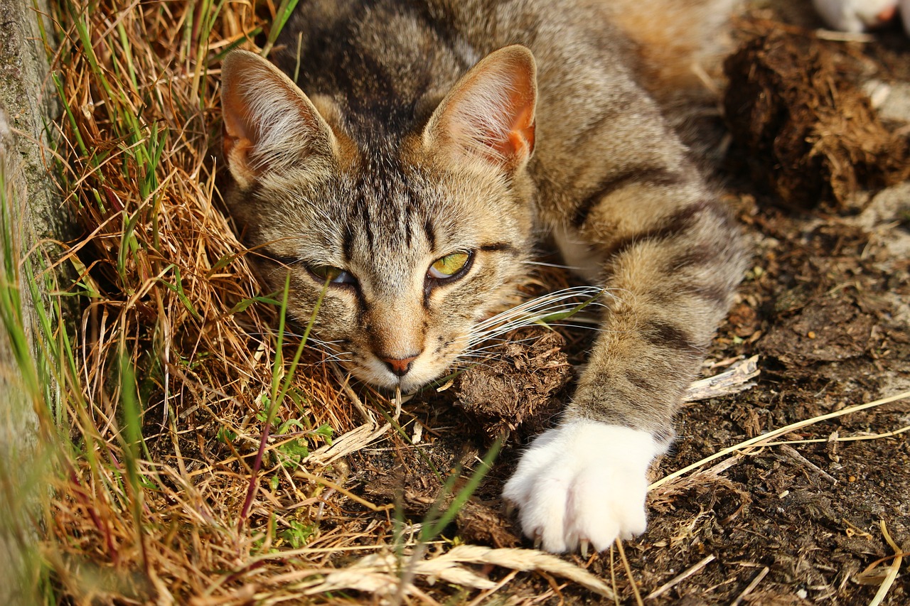 人工养殖的猪鼻龟可以买卖吗知乎(猪鼻龟让卖吗) 猪鼻龟 第2张