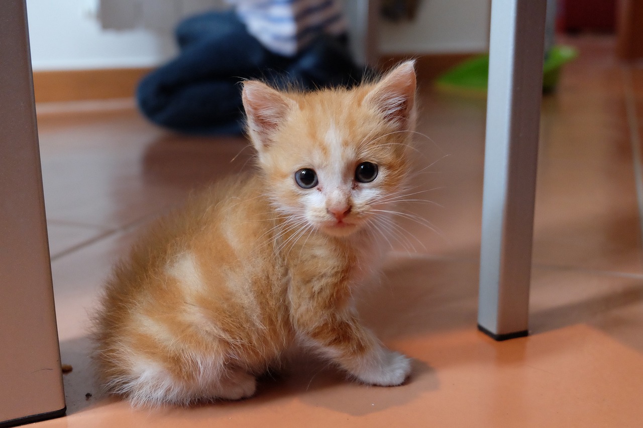 猪鼻龟怎么长的快一点呢(猪鼻龟长得太慢了)