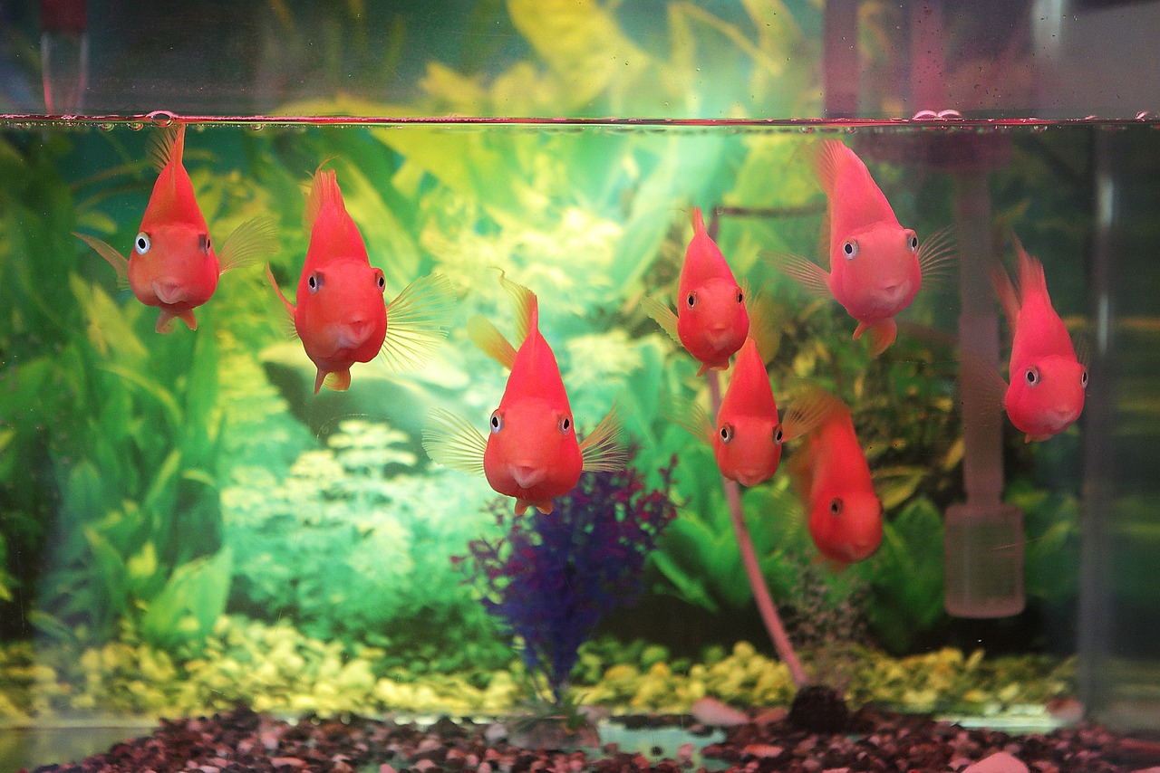 观赏鱼鱼缸造景图片(鱼缸造景图片欣赏) 玫瑰银版鱼 第1张