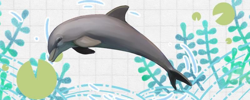 海豚是脊椎动物吗是不是鲸类