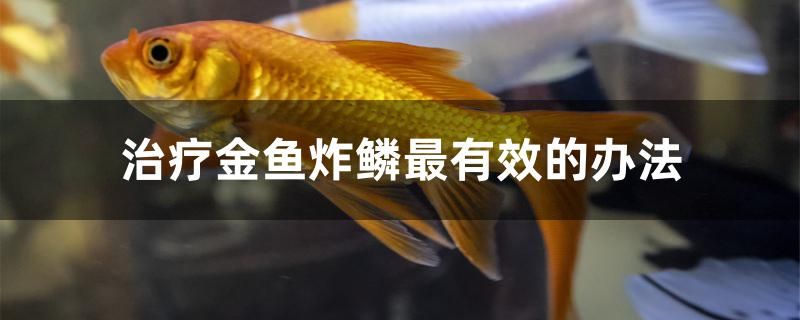 治疗金鱼炸鳞最有效的办法 红尾平克鱼