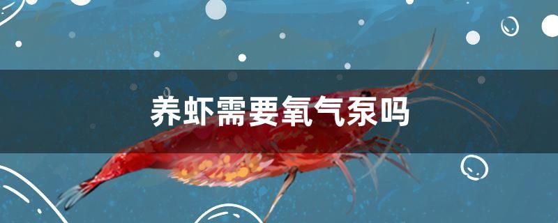 养虾需要氧气泵吗 水族用品