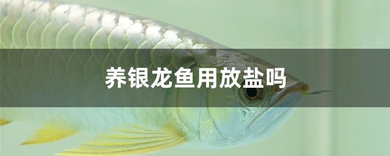 养银龙鱼用放盐吗 鱼粮鱼药