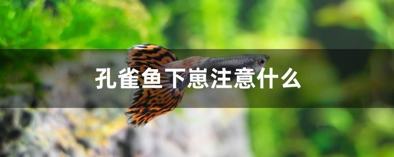 孔雀鱼下崽注意什么 观赏鱼水族批发市场