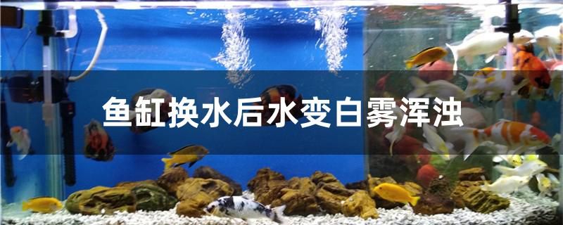 为什么鱼缸换水后水变白雾浑浊 冲氧泵