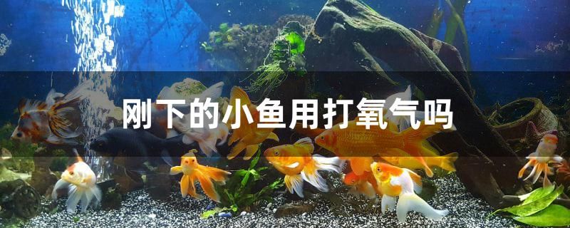 刚下的小鱼用打氧气吗 白子黑帝王魟鱼