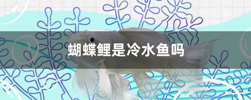 蝴蝶鲤是冷水鱼吗 财神鹦鹉鱼