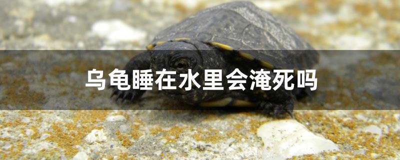 乌龟睡在水里会淹死吗