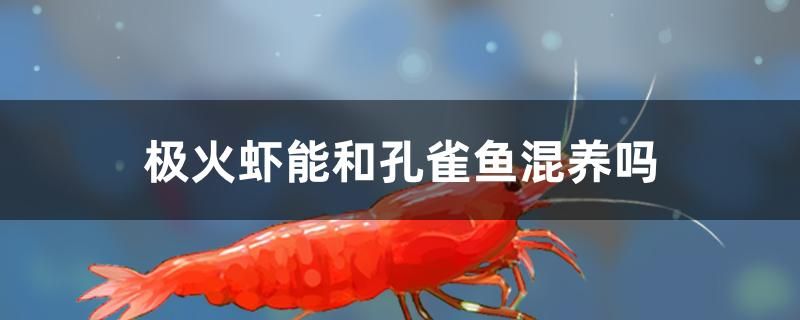 极火虾能和孔雀鱼混养吗