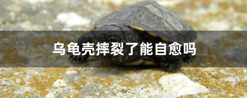 乌龟壳摔裂了能自愈吗