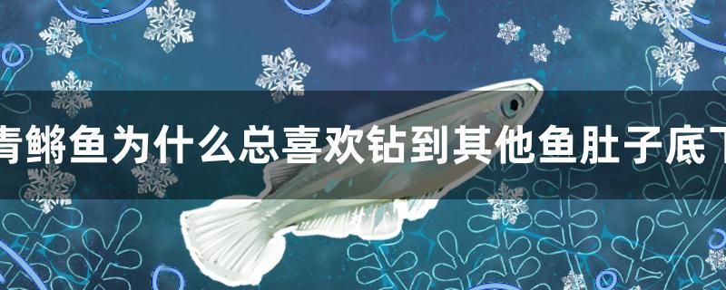 青鳉鱼为什么总喜欢钻到其他鱼肚子底下 元宝凤凰鱼