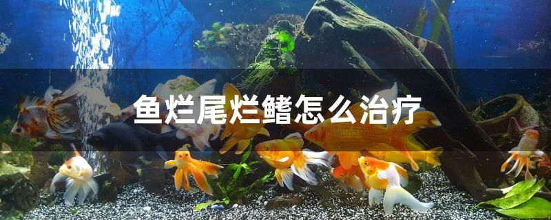 鱼烂尾烂鳍怎么治疗 海水鱼（海水鱼批发）