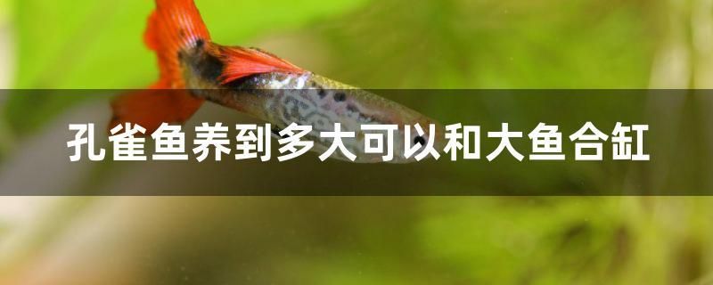 孔雀鱼养到多大可以和大鱼合缸 帝王迷宫鱼