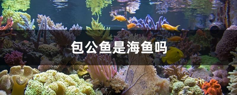 包公鱼是海鱼吗 虎鱼鱼苗