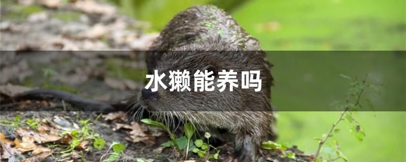 水獭能养吗 全国观赏鱼市场