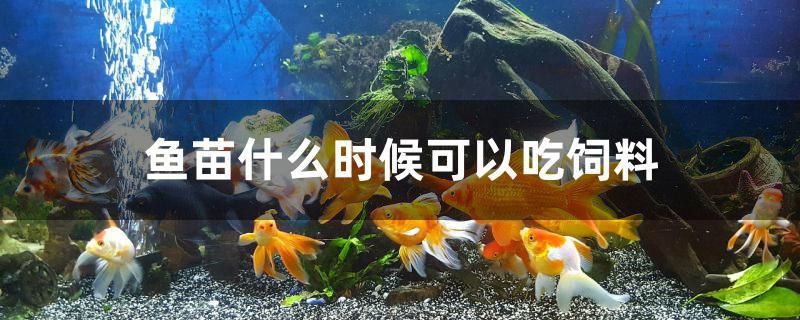 鱼苗什么时候可以吃饲料 帝王迷宫鱼