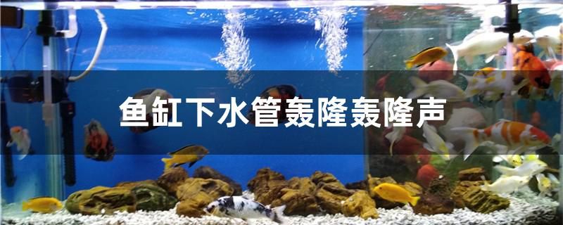 鱼缸下水管轰隆轰隆声怎么消除 七彩神仙鱼