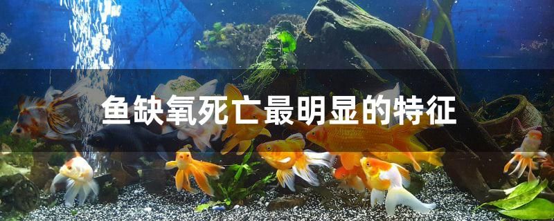 鱼缺氧死亡最明显的特征有哪些 定时器/自控系统