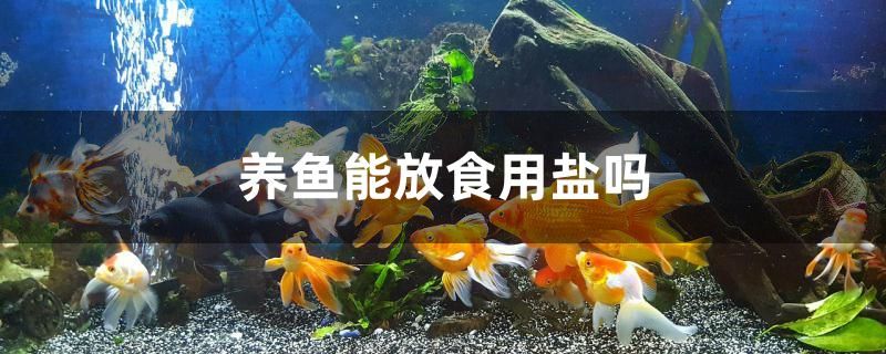 养鱼能放食用盐吗 黄金达摩鱼