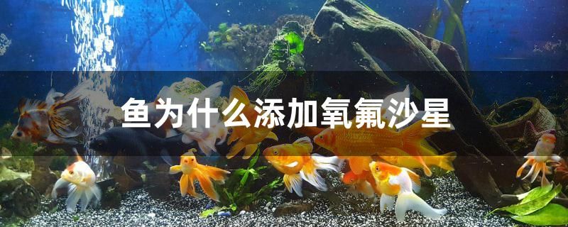 鱼为什么添加氧氟沙星 马拉莫宝石鱼苗