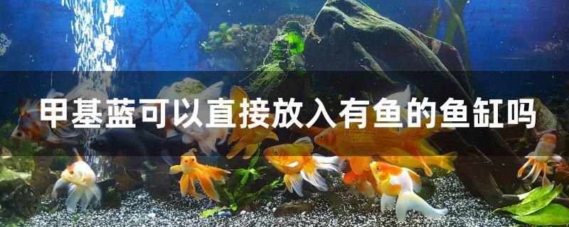 甲基蓝可以直接放入有鱼的鱼缸吗 梦幻雷龙鱼