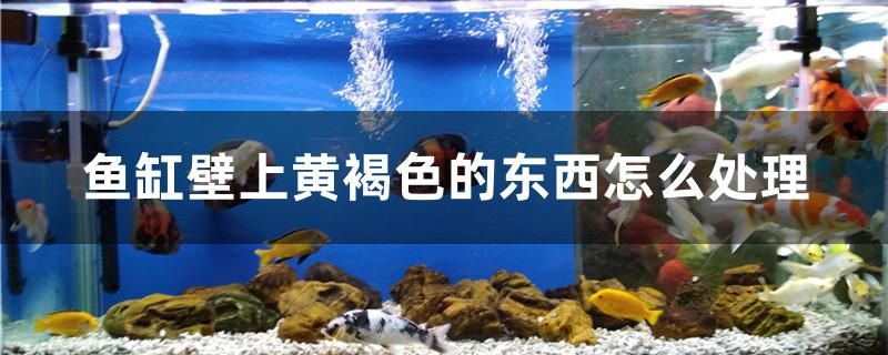 鱼缸壁上黄褐色的东西怎么处理 水族品牌