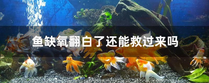 鱼缺氧翻白了还能救过来吗 泰国斗鱼