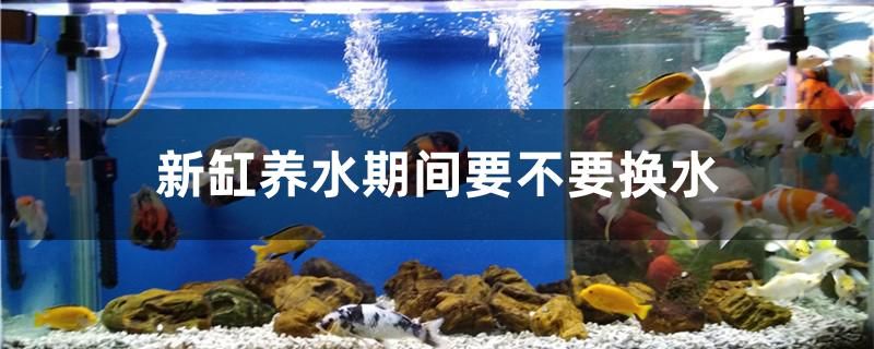 新缸养水期间要不要换水