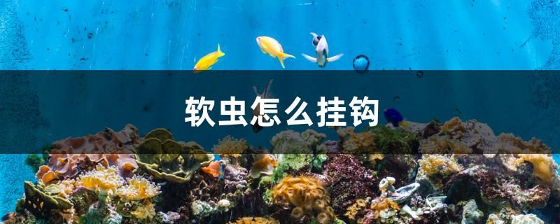 软虫怎么挂钩 森森鱼缸