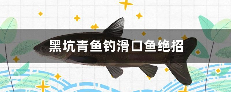 黑坑青鱼钓滑口鱼绝招 水族品牌