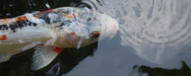 锦鲤鱼烂身能自愈吗为什么会烂身 祥龙水族医院