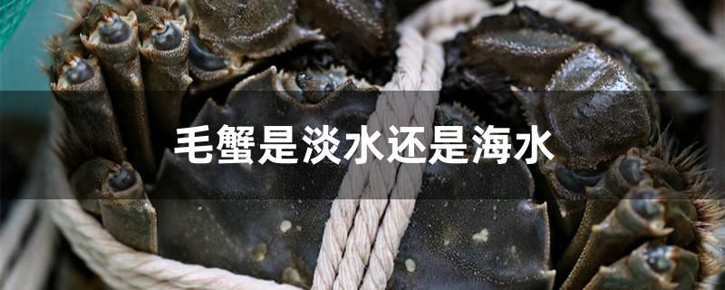 毛蟹是淡水蟹还是海水蟹 印尼三纹虎