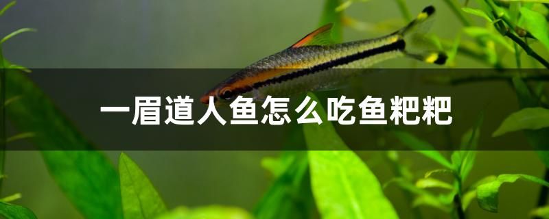 昆明鱼缸定制厂（多少缸发动机YN30CR缸径多大） 印尼虎苗 第2张