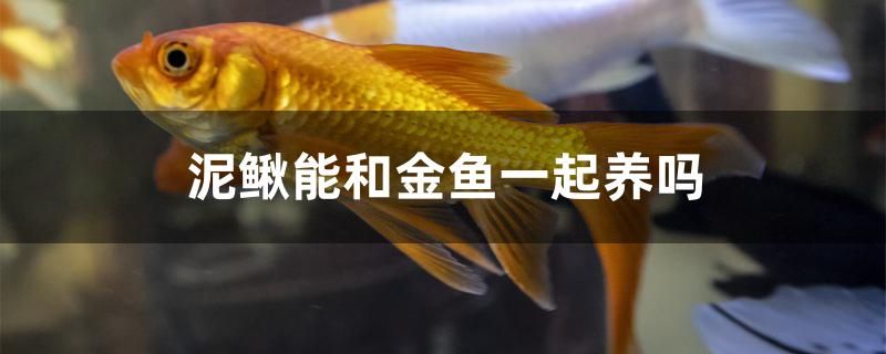 泥鳅可以和金鱼一起养吗 水族主题相关