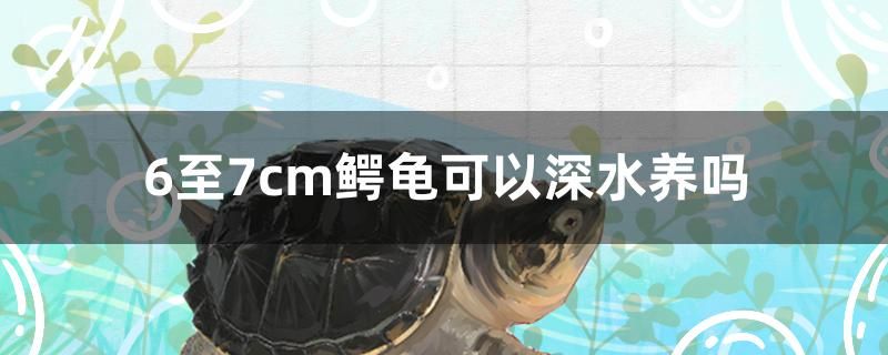 6至7cm鳄龟可以深水养吗 绿皮皇冠豹鱼