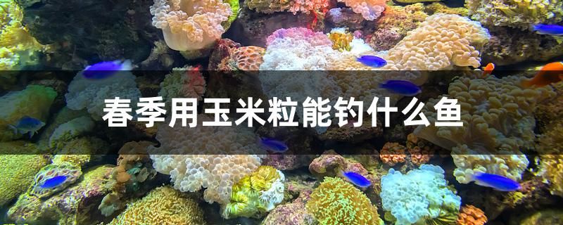 绥中观赏鱼店电话号码（从甘肃省庆阳市到大兴安玲区塔河县怎么走） 九鼎鱼缸