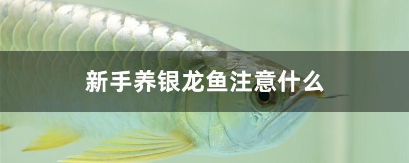 新手养银龙鱼注意什么