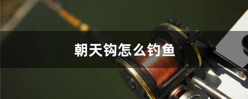 大连哪里卖鱼缸便宜好用（阜阳鱼缸哪里有卖） 祥龙鱼场品牌产品 第1张