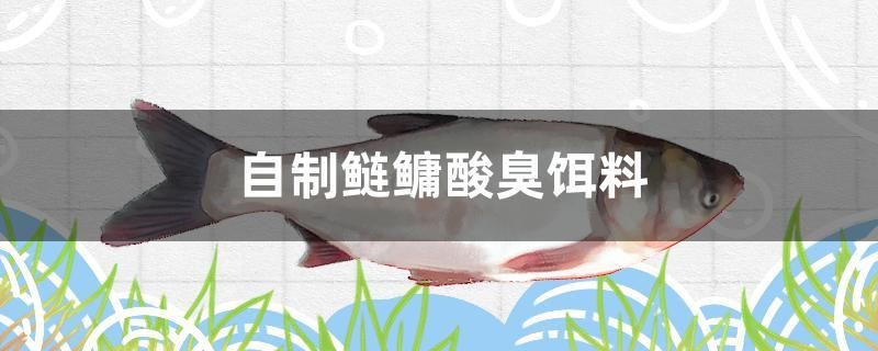 自制鲢鳙酸臭饵料 观赏鱼水族批发市场